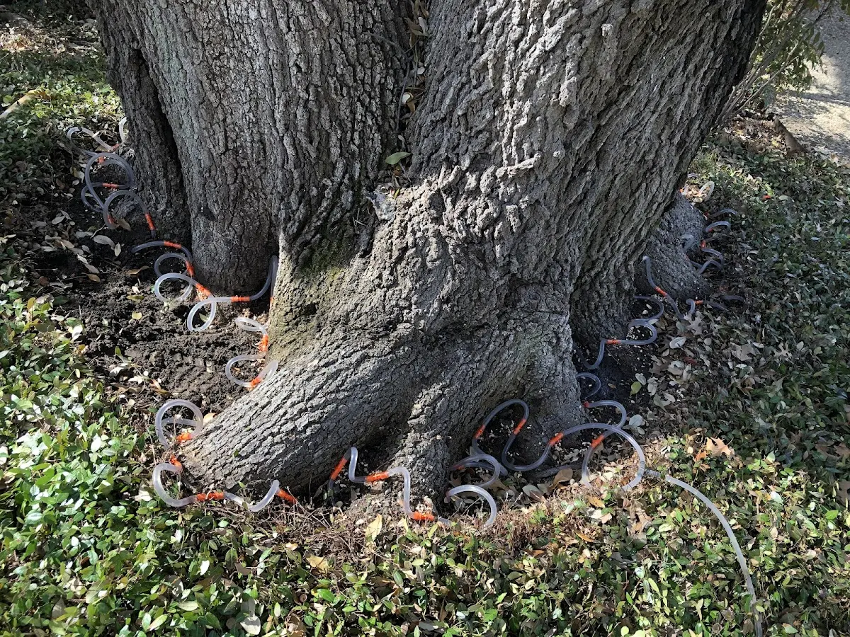 Detailed Tree Cabling and Bracing job site in Fort Walton Beach