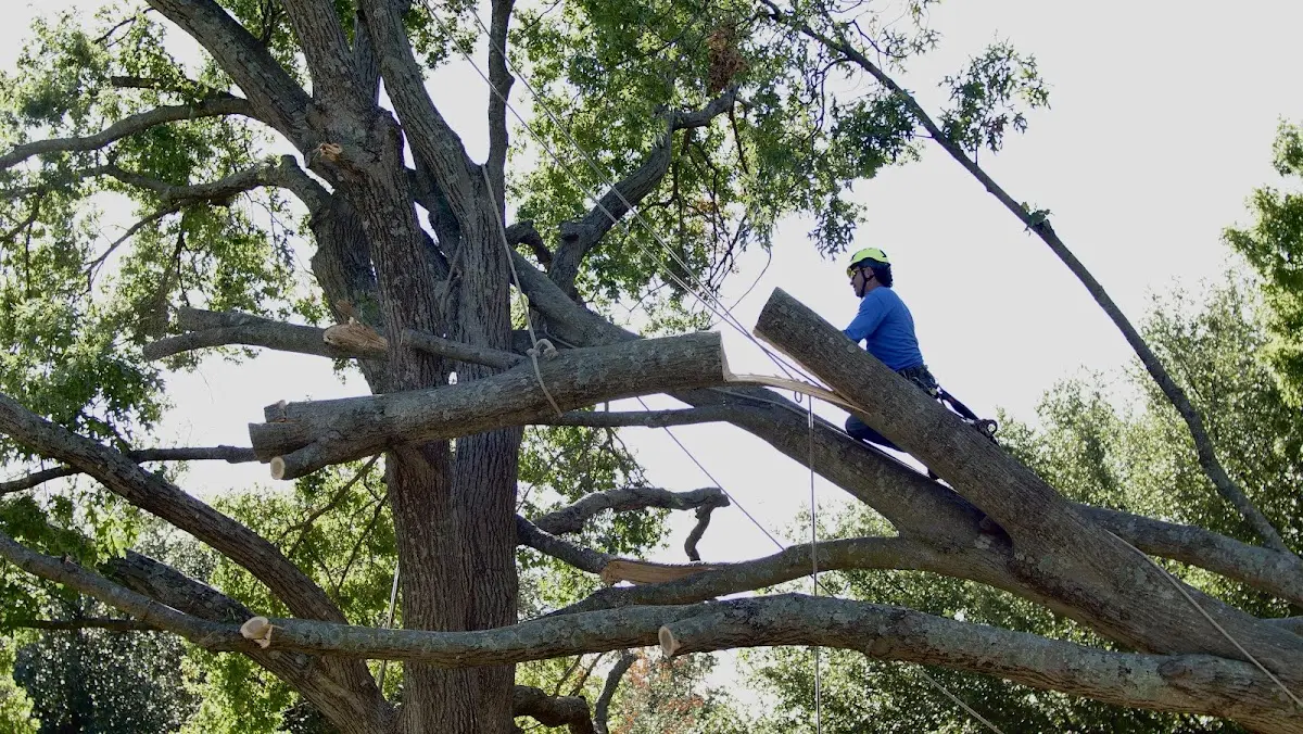 Professional Crown Thinning performed by certified arborists in Fort Walton Beach