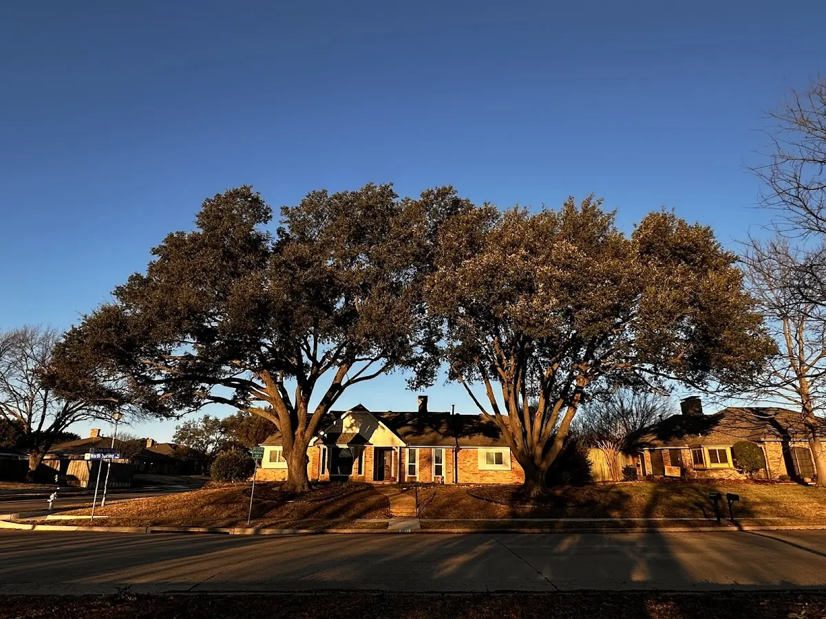 Established residential canopy tree shading a home in Fort Walton Beach
